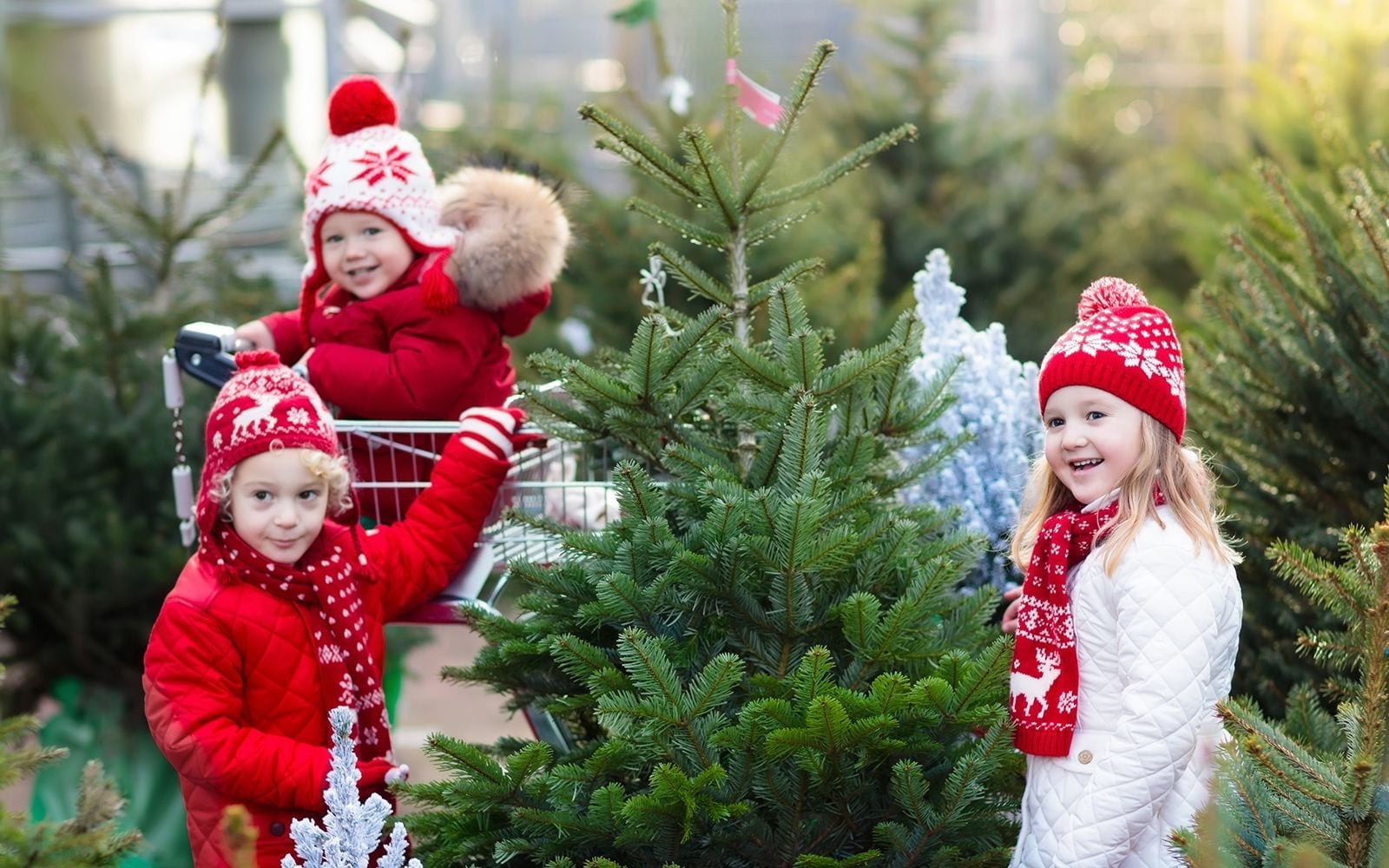 julgran-skötsel-tips-råd
