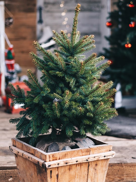 julgran-inomhus-uthomhus